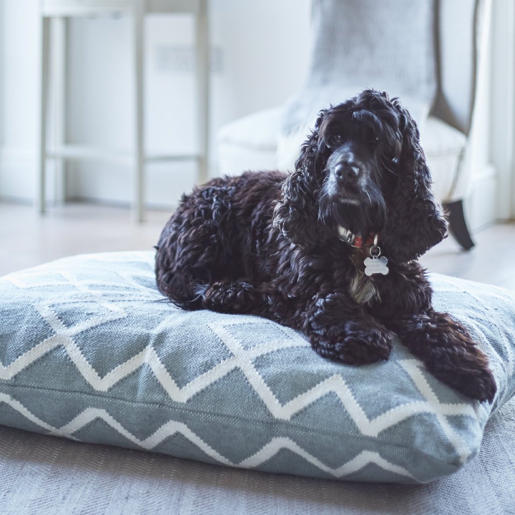 Juno floor cushion used as a dog bed